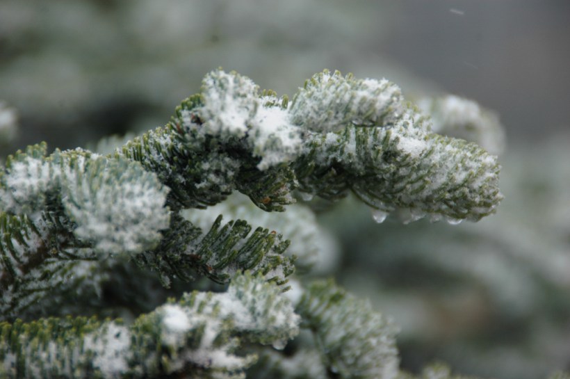 Fresh snow fell on Hurricane Ridge in the Olympic Mts.