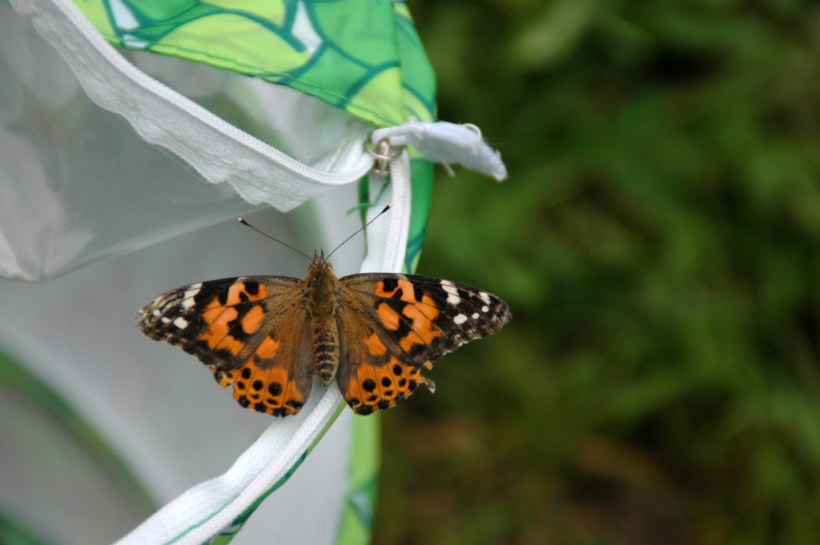 Butterfly poses for the camera before sailing up into the air.