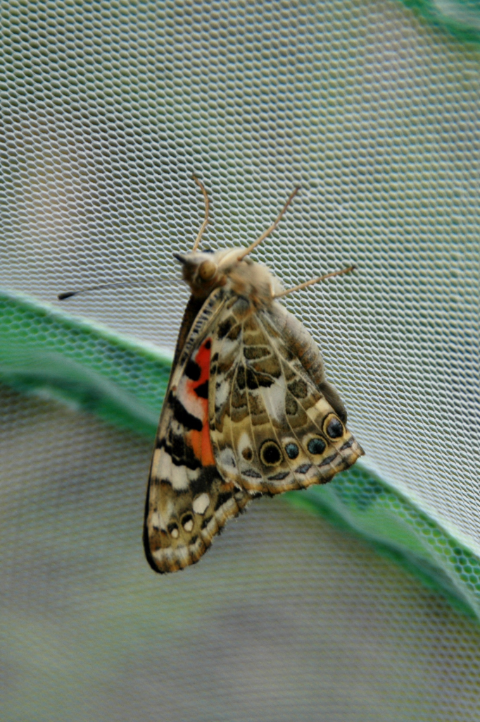 Another butterfly poses before departure.