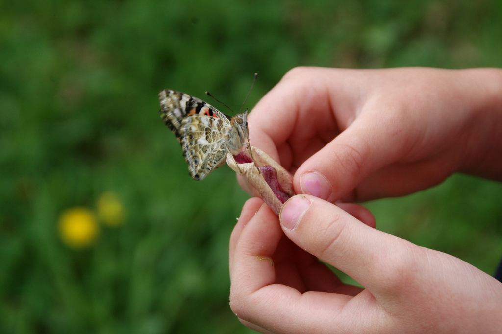 The last butterfly lingers on a wilted flower petal, then flies away.