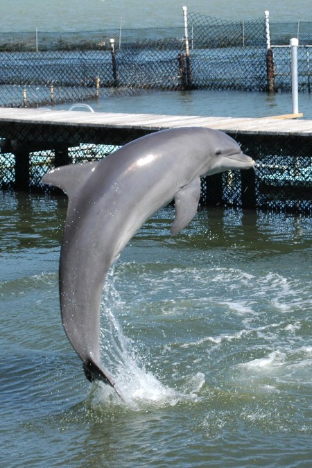 dolphins1X
