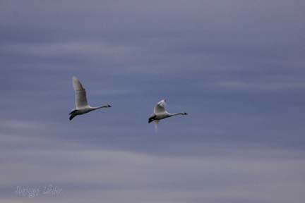 swans 056C007
