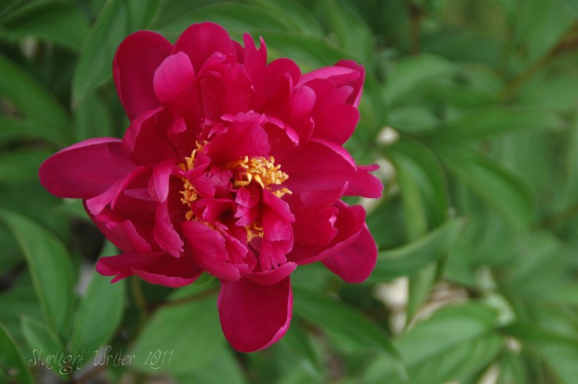 peonies034