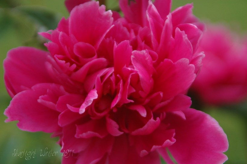 peonies041