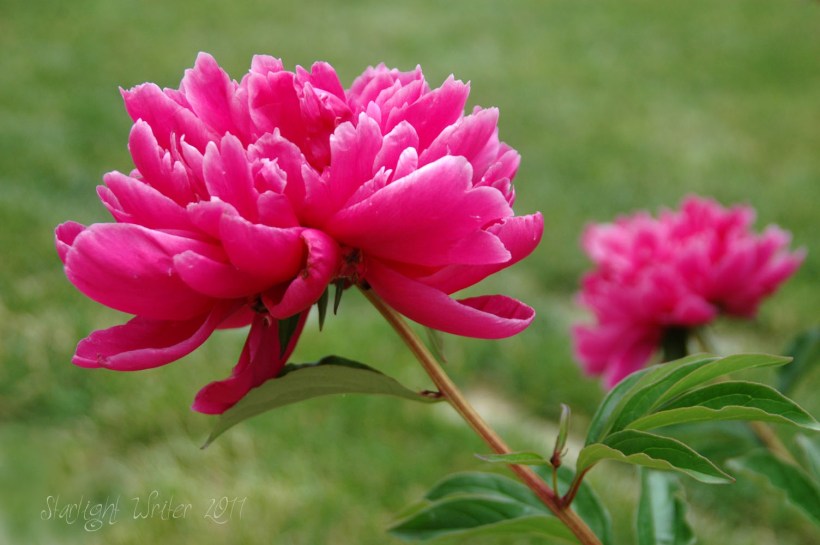 peonies042