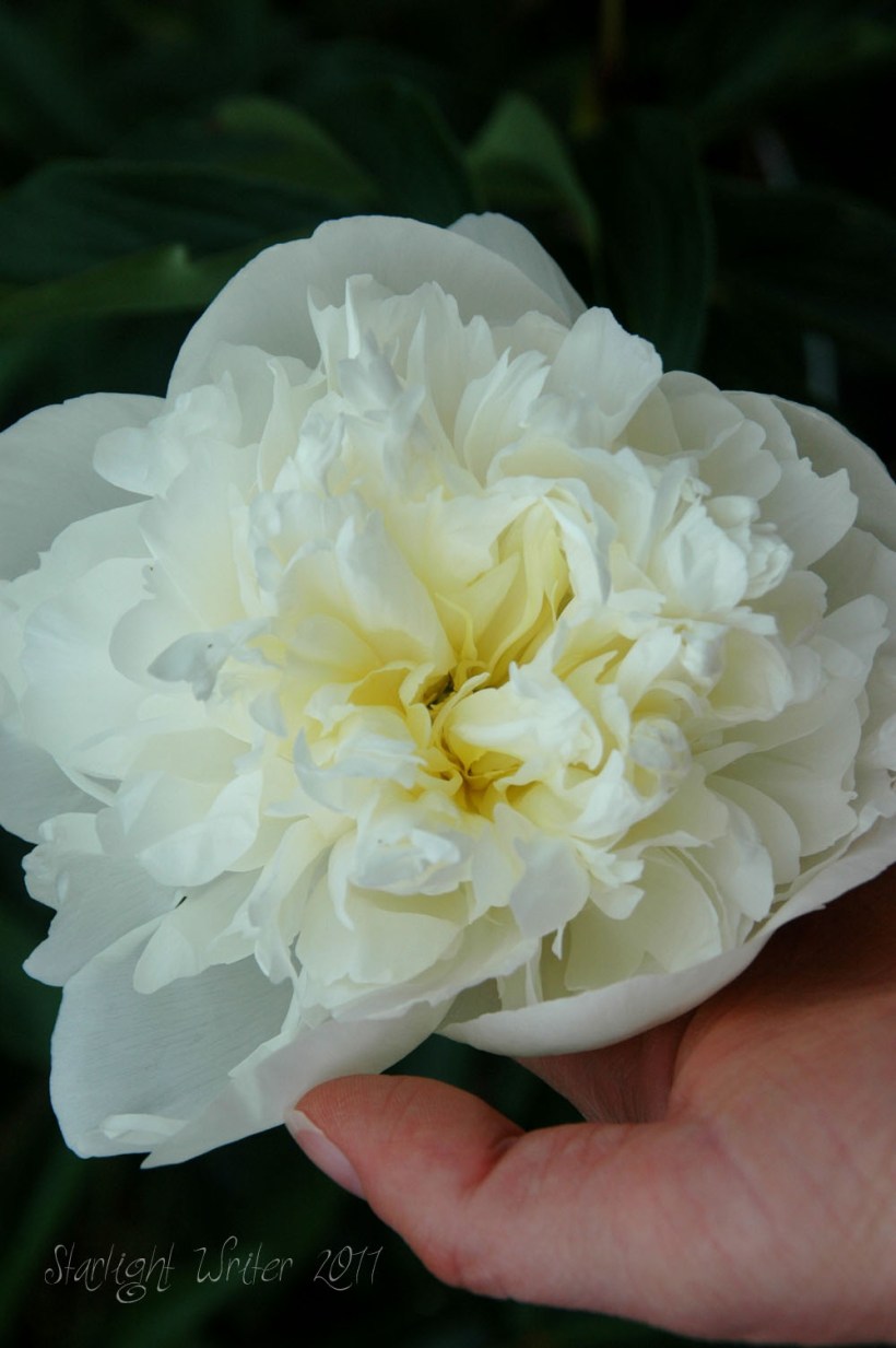 peonies049