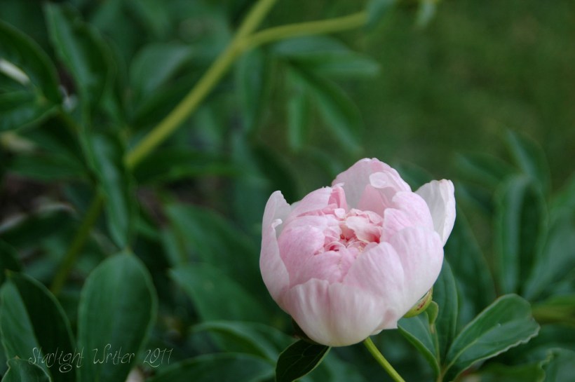 peonies080