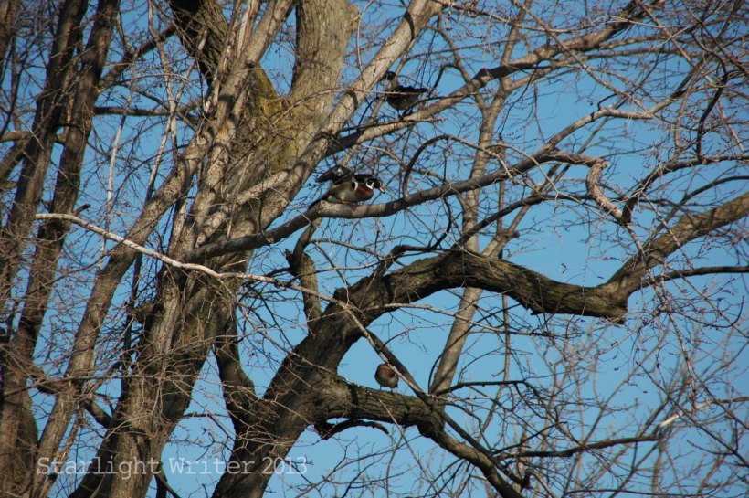 woodducksApril25bq