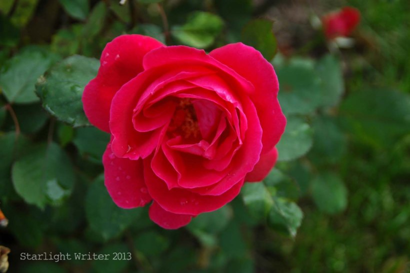 backyardflowers 004a