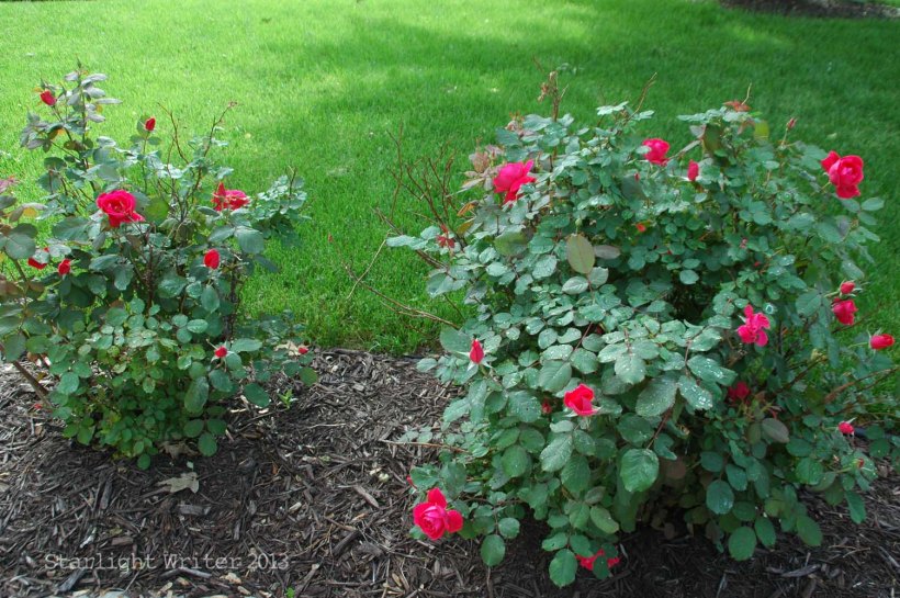 backyardflowers 006b