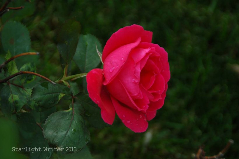 backyardflowers 008c