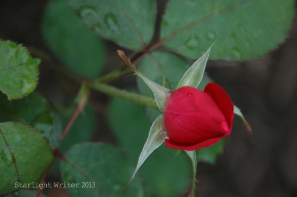 backyardflowers 073e