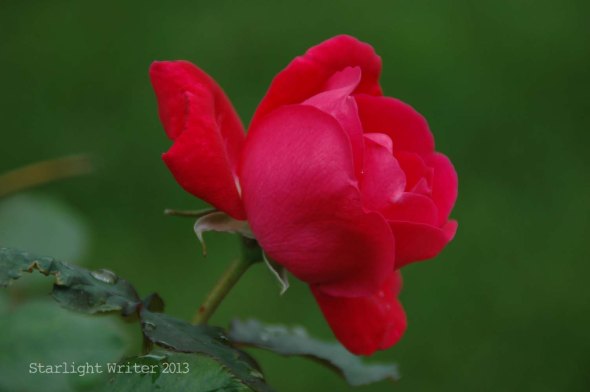 backyardflowers 074f