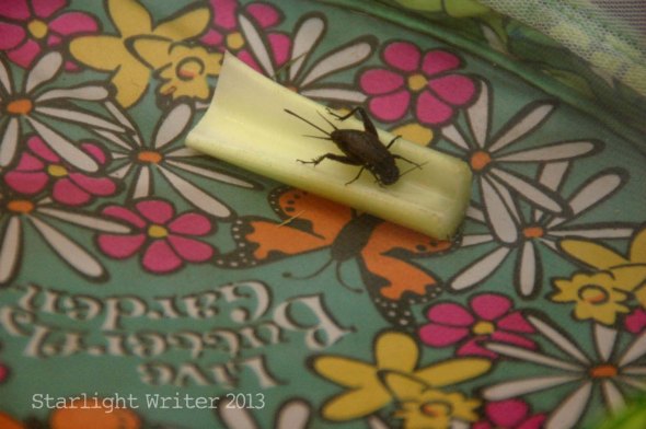 cricketsNleaves 004a