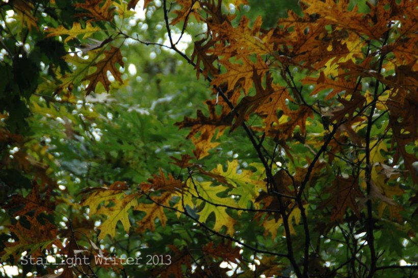 cricketsNleaves 034j