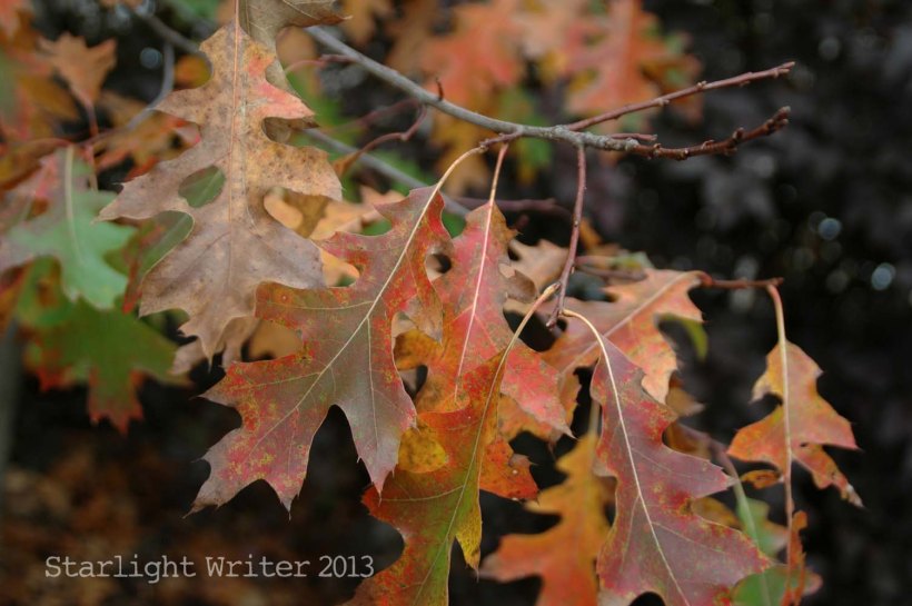 cricketsNleaves 057q