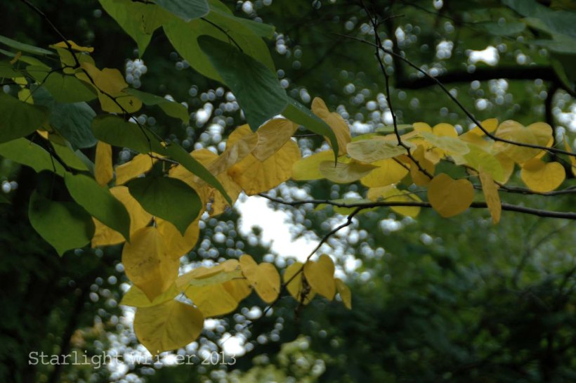 cricketsNleaves 059r