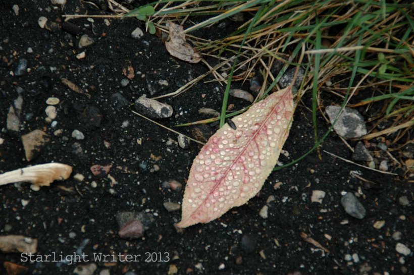 cricketsNleaves 063s