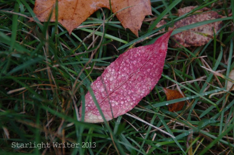 cricketsNleaves 064t