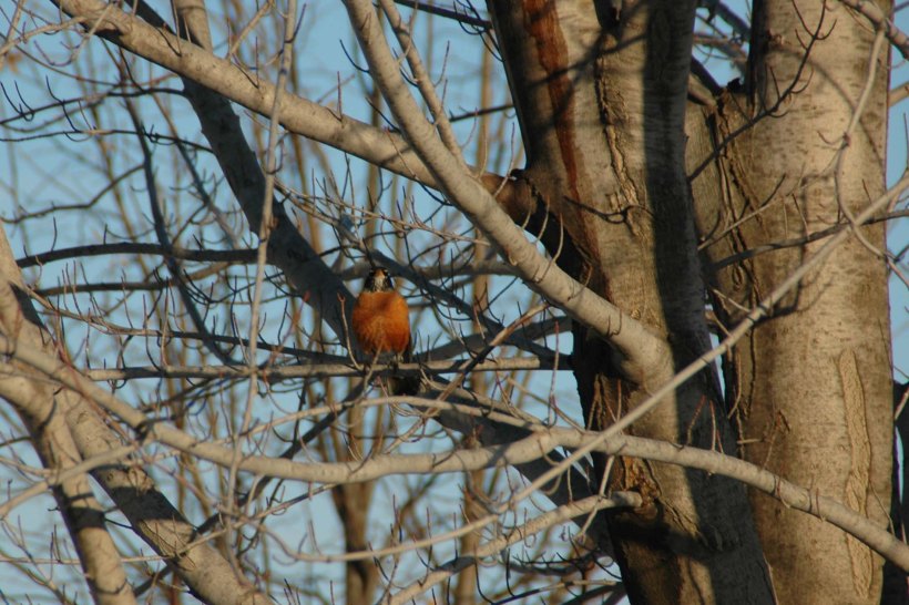 teddyspring 068cropx