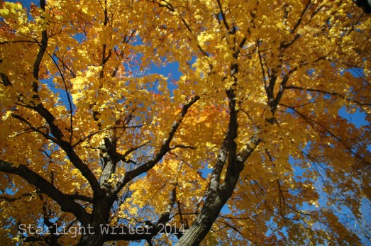 fallcolors 031100