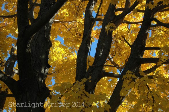 fallcolors 059102