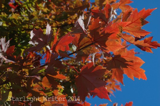 fallcolors 120111