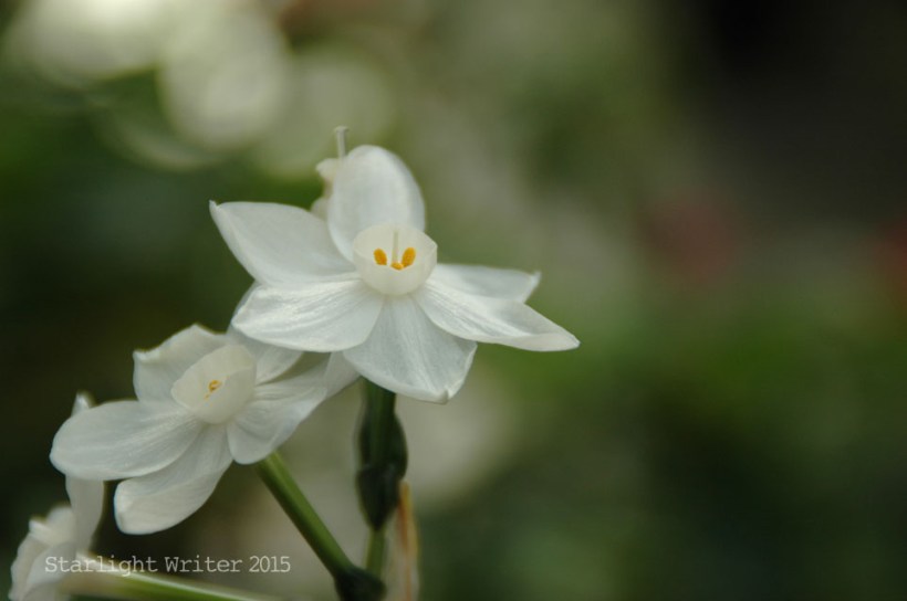 arboretuminJan 03104