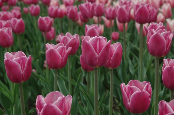 tulipsgrandmashere101X