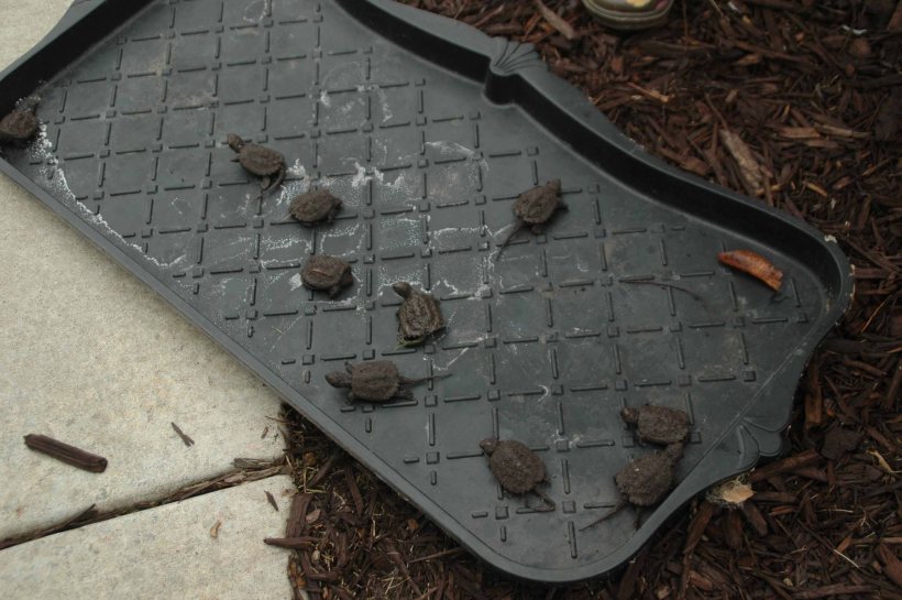 00turtle_appledays 061x