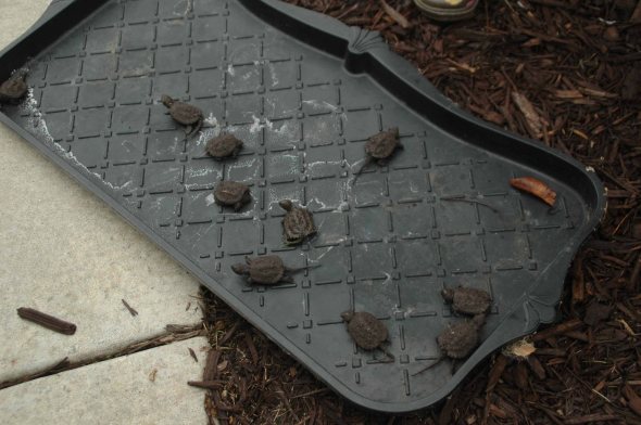 00turtle_appledays 061x