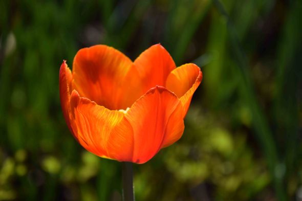 DSC_0735tulipXX